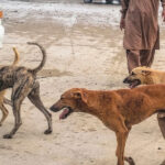 کراچی، کتے کے کاٹے سے ایک اور شہری جان کی بازی ہار گیا