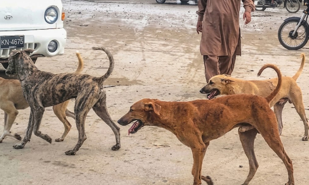 کراچی، کتے کے کاٹے سے ایک اور شہری جان کی بازی ہار گیا