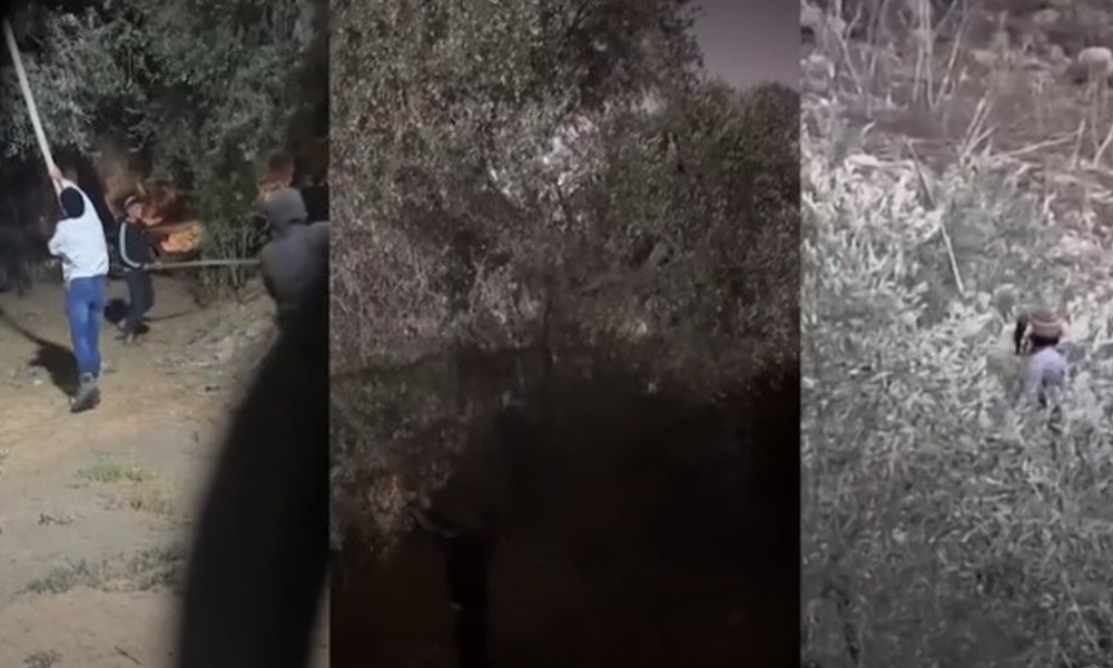 مغربی کنارے میں اسرائیلی آبادکاروں کے فلسطینیوں کی زیتون کی فصل پر حملے